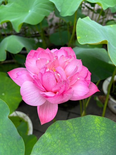 花朵
